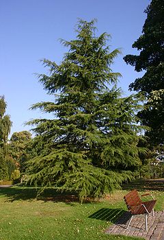 Cedro del Himalaya.JPG