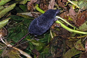 Neomys anomalus 05 by-dpc.jpg