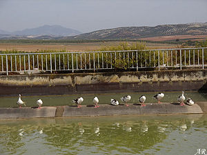 Presa de cordobilla patos.jpg